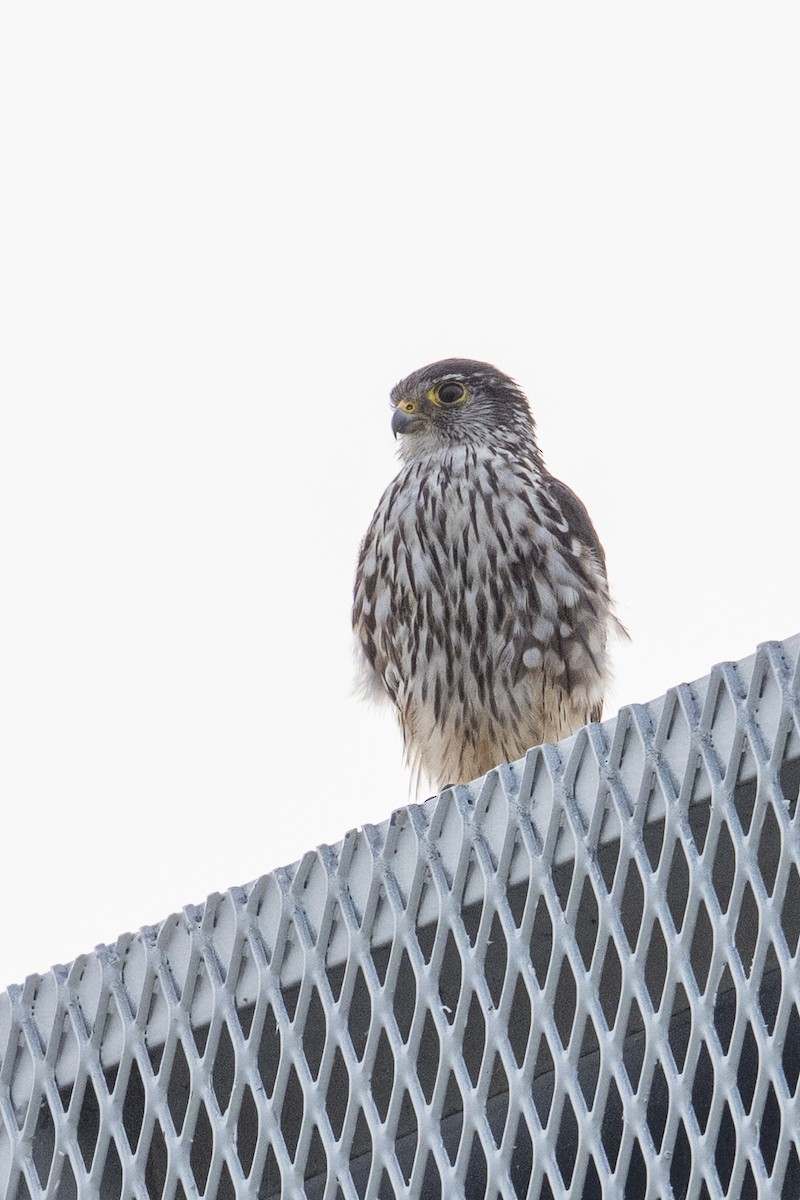 Merlin - ML639863544