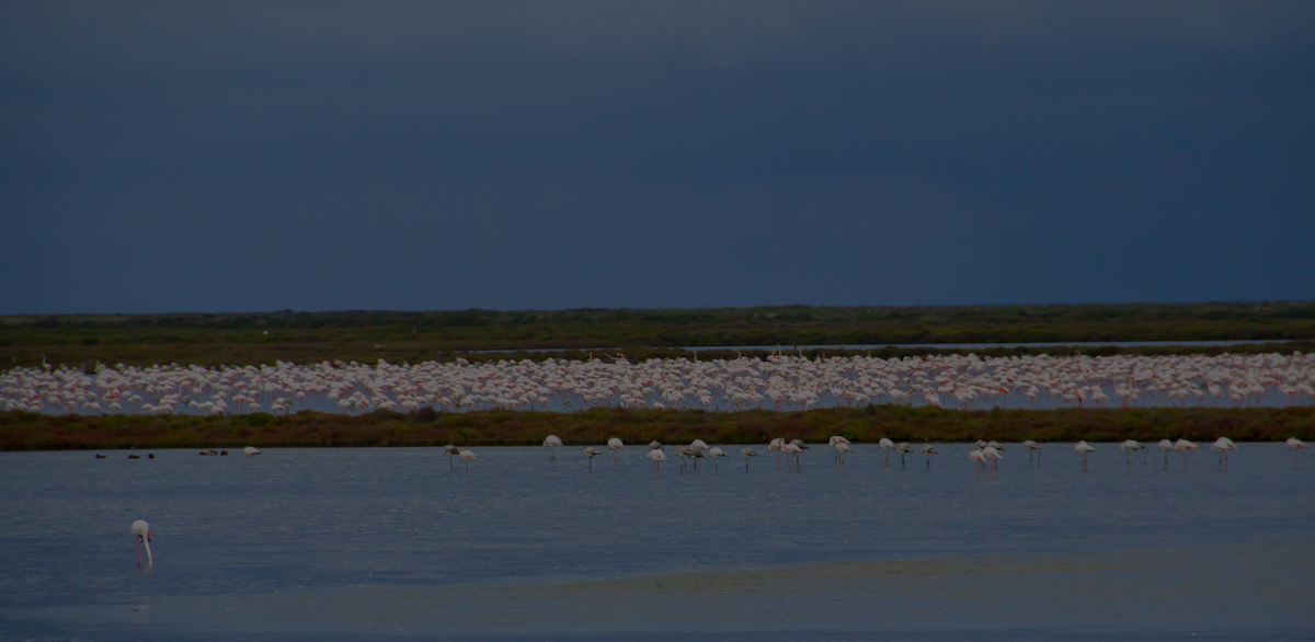 Greater Flamingo - ML639863576
