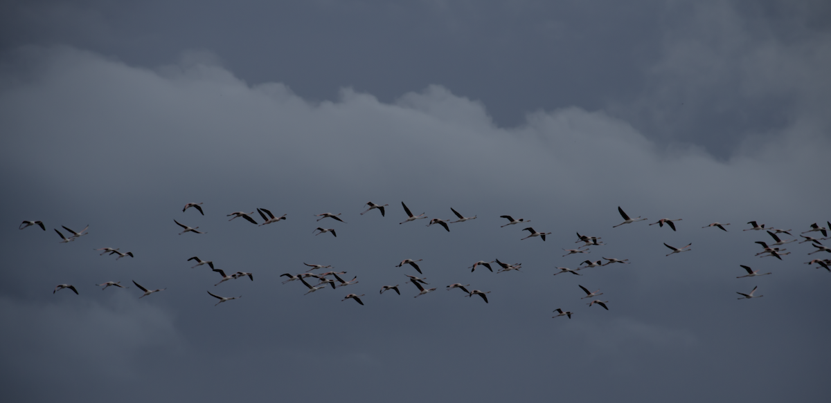Greater Flamingo - ML639863579