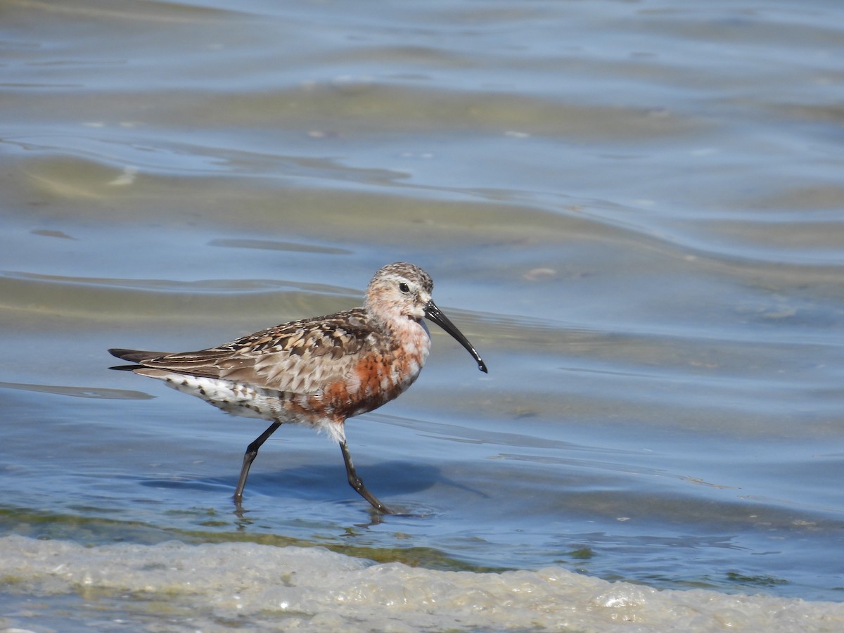 Curlew Sandpiper - ML639863581