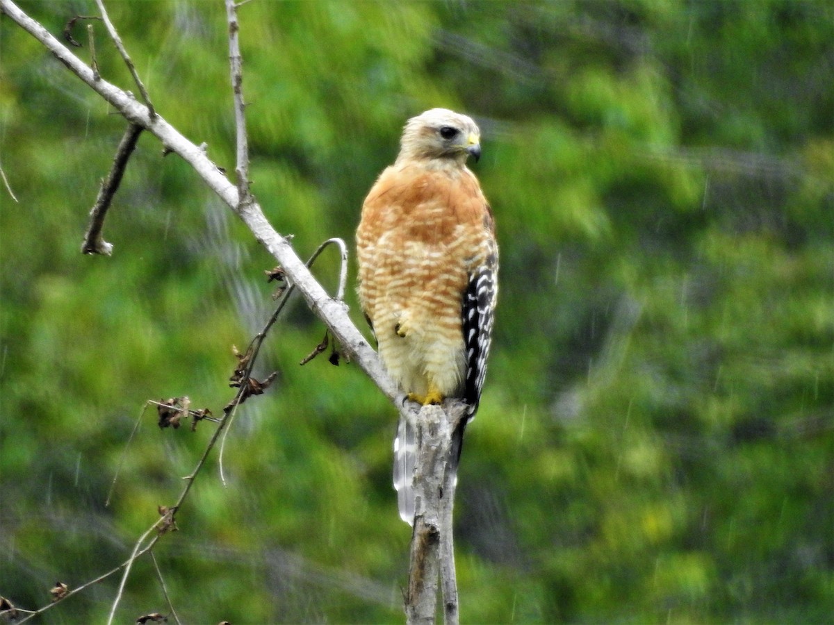 Red-shouldered Hawk - ML63986361