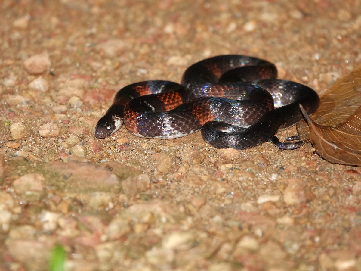 Boie's Ground Snake - ML639863620
