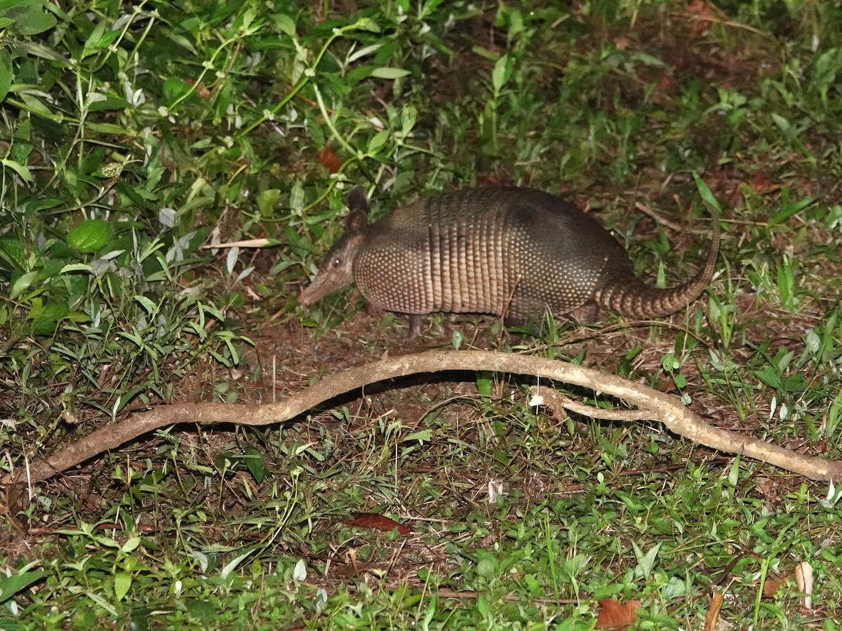 Nine-banded Armadillo - ML639863622