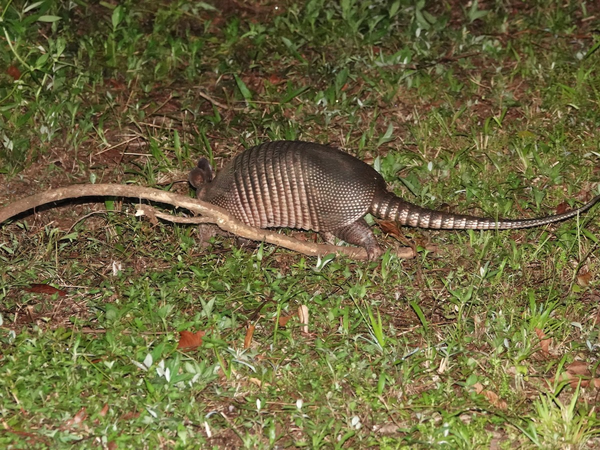 Nine-banded Armadillo - ML639863625