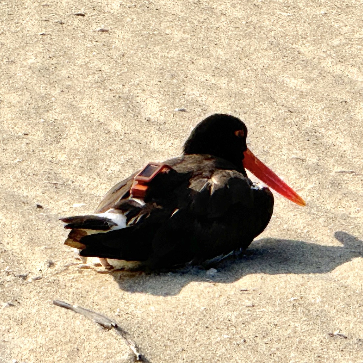 American Oystercatcher - ML639863629
