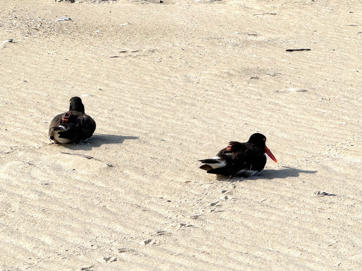 American Oystercatcher - ML639863630