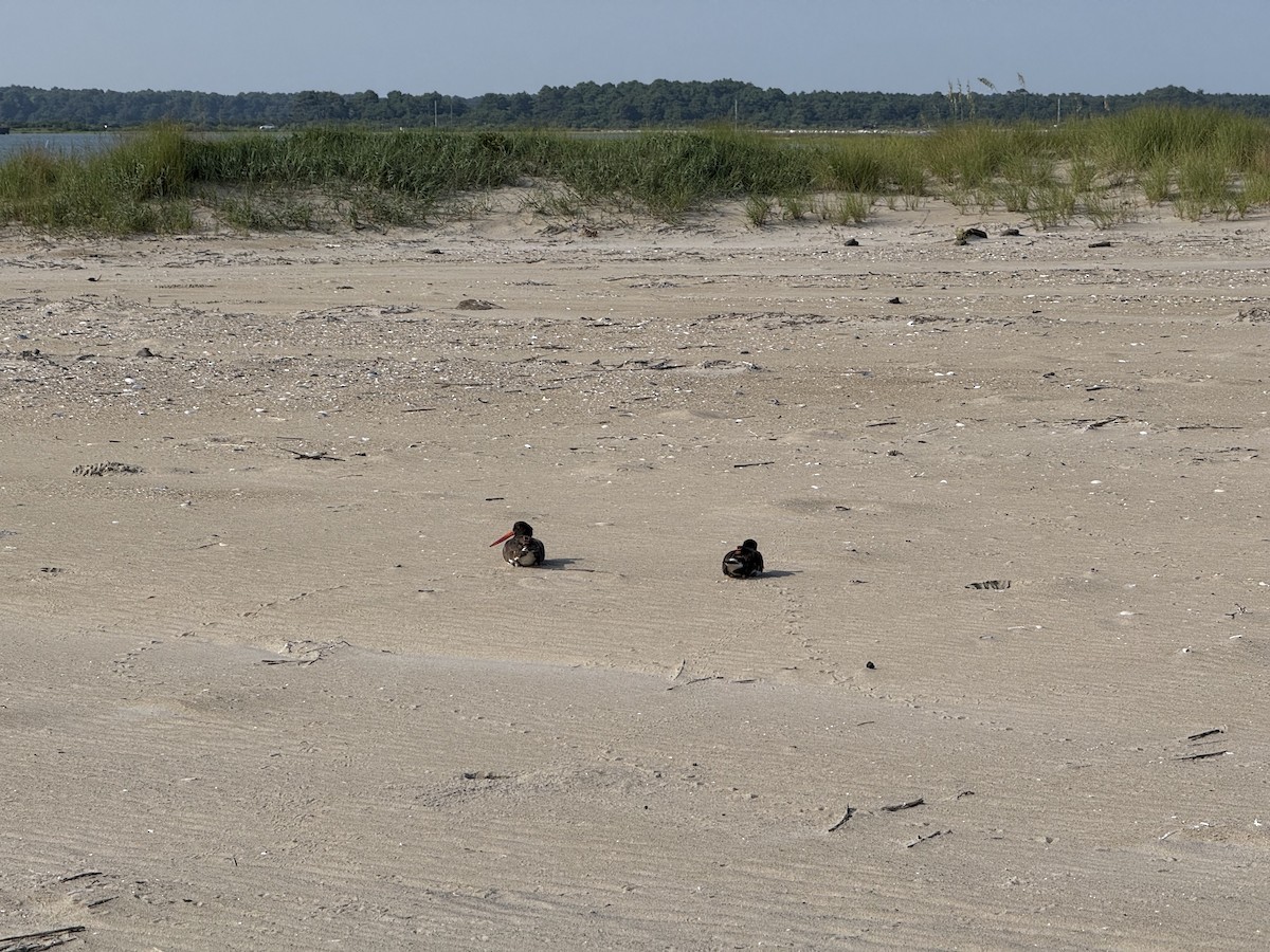 American Oystercatcher - ML639863631