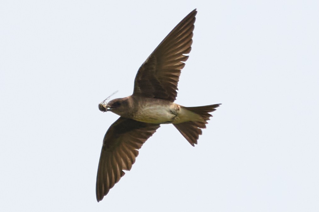 Purple Martin - ML639863748