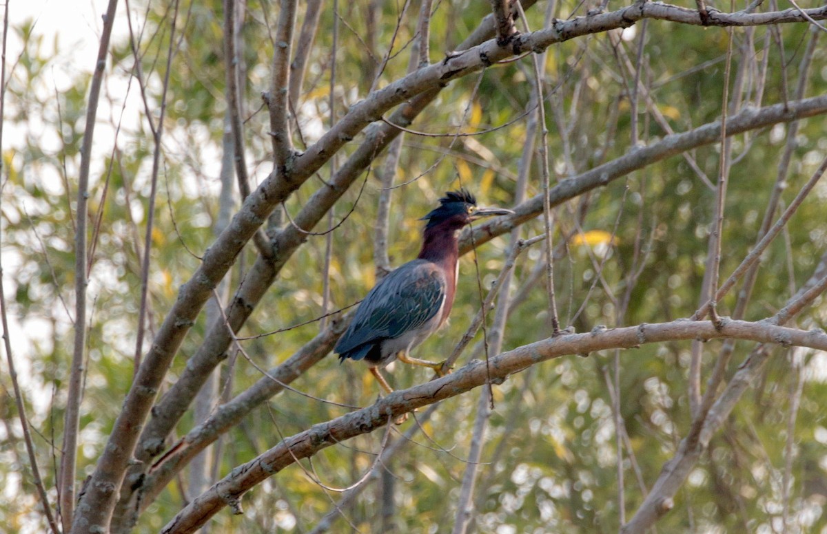 Green Heron - ML639863761