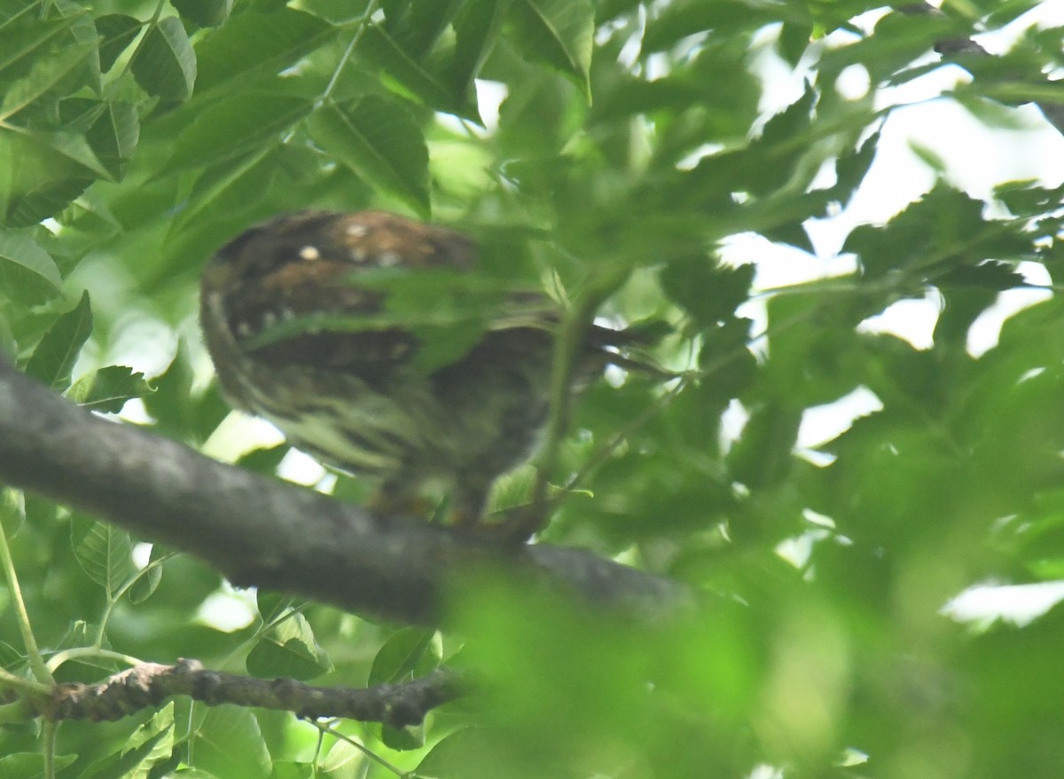 Ferruginous Pygmy-Owl - ML639863784