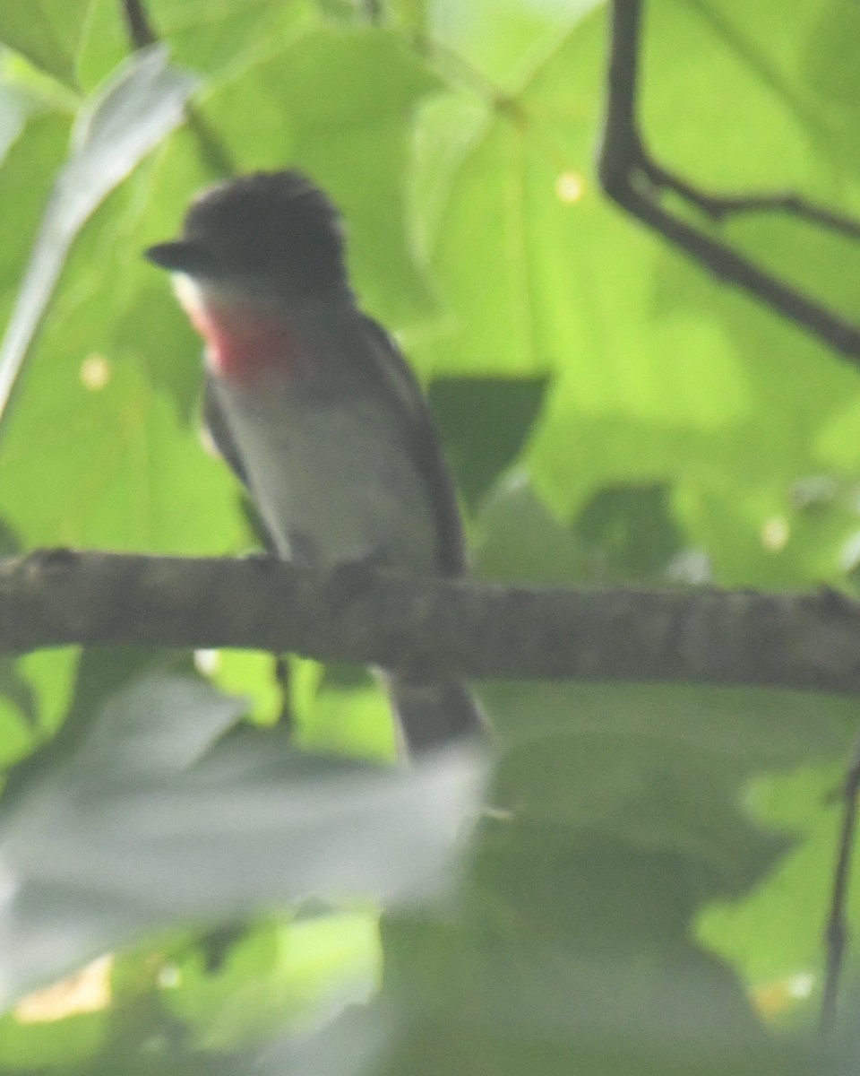 Rose-throated Becard - ML639863805