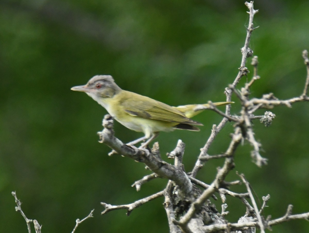 Yellow-green Vireo - ML639863812