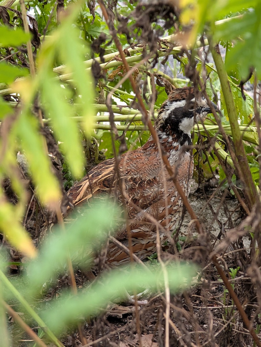 Northern Bobwhite - ML639863814
