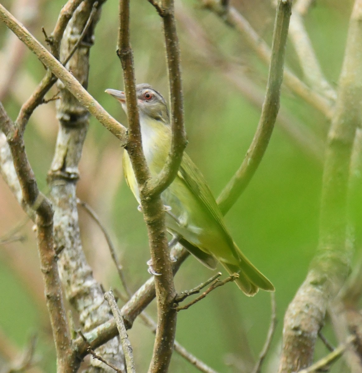 Yellow-green Vireo - ML639863816