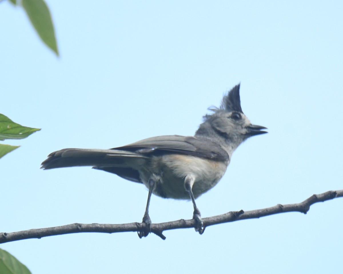 Black-crested Titmouse - ML639863825