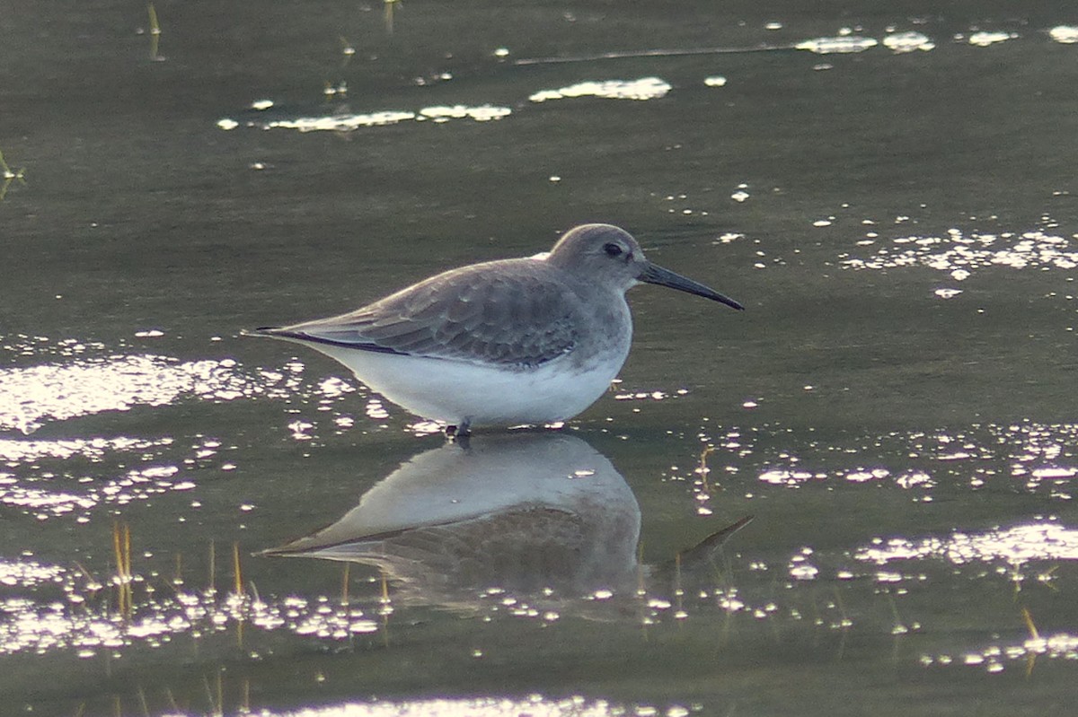 Dunlin - ML639863862