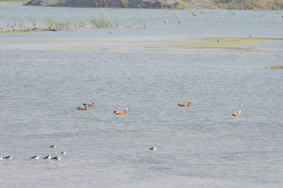 Ruddy Shelduck - ML639863882