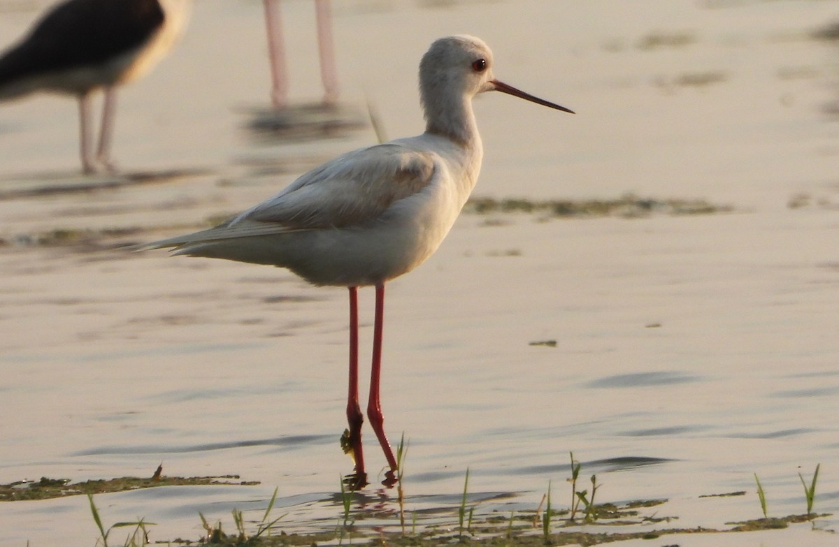 Black-winged Stilt - ML639863948