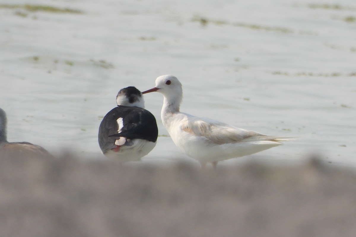 Black-winged Stilt - ML639863949