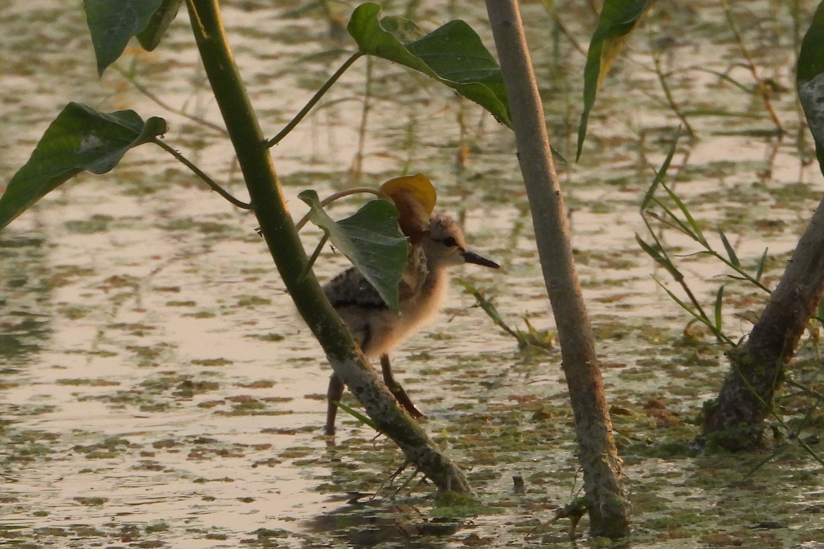 Black-winged Stilt - ML639863950