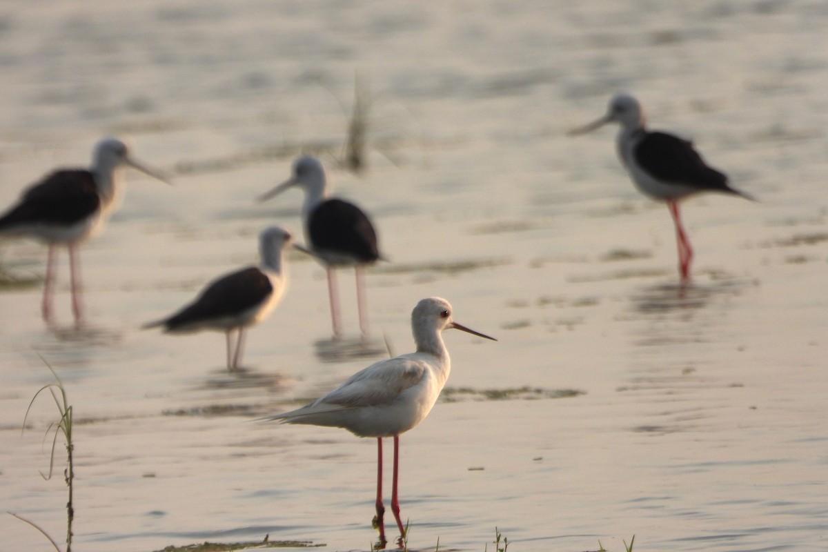 Black-winged Stilt - ML639863951