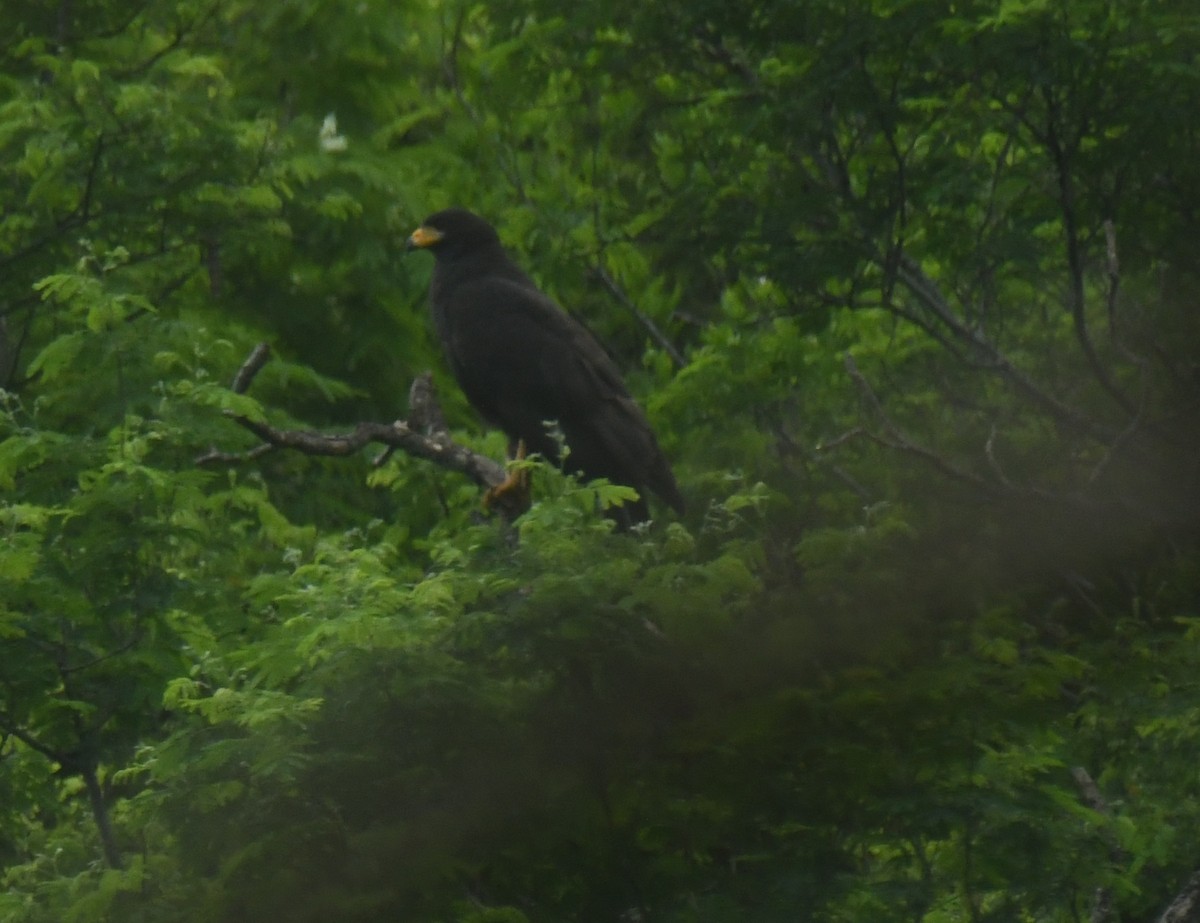 Common Black Hawk - ML639863955