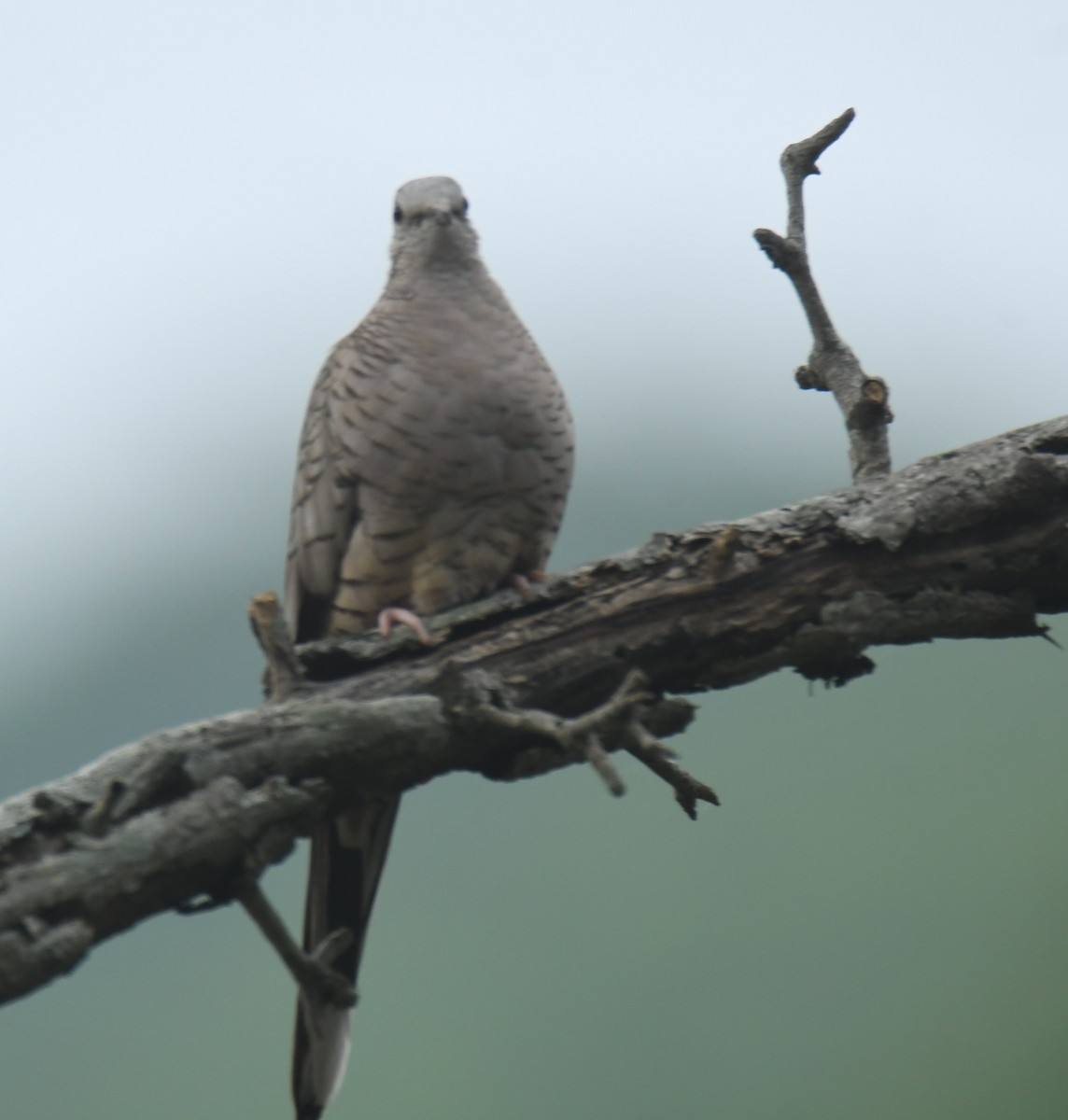 Inca Dove - ML639863956