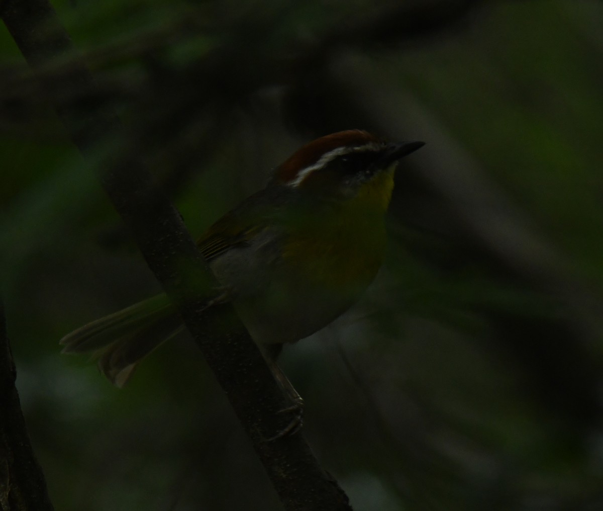 Rufous-capped Warbler - ML639863958