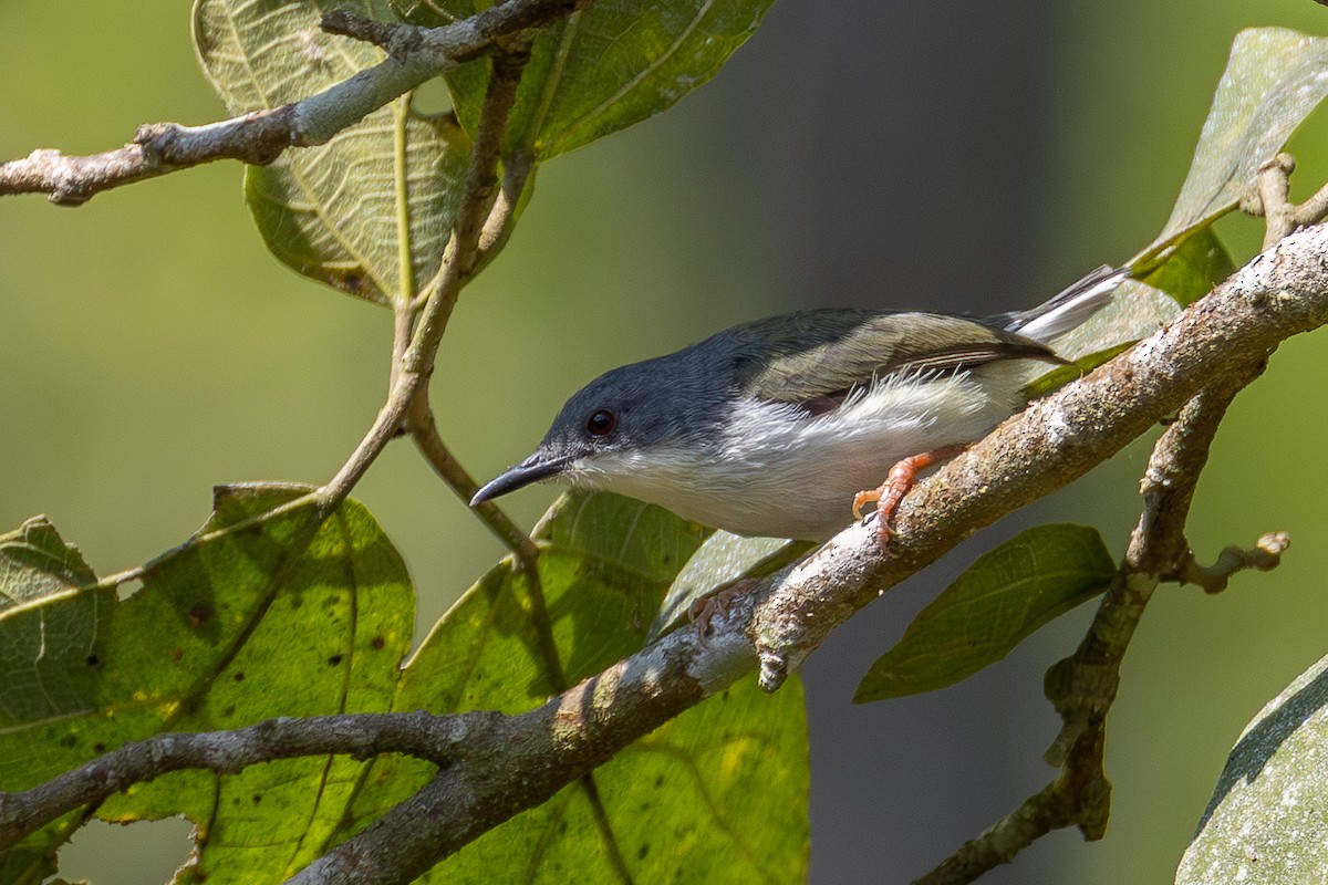 Buff-throated Apalis - ML639863960