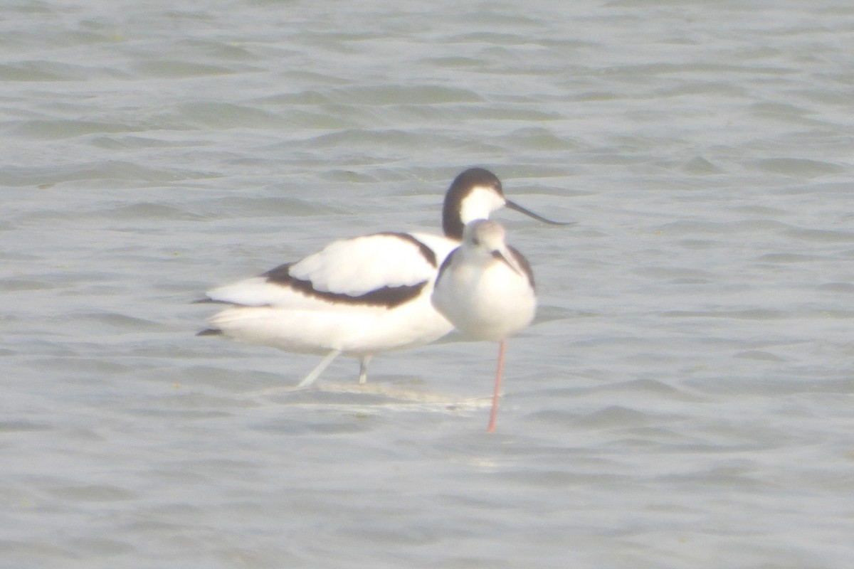 Pied Avocet - ML639863975