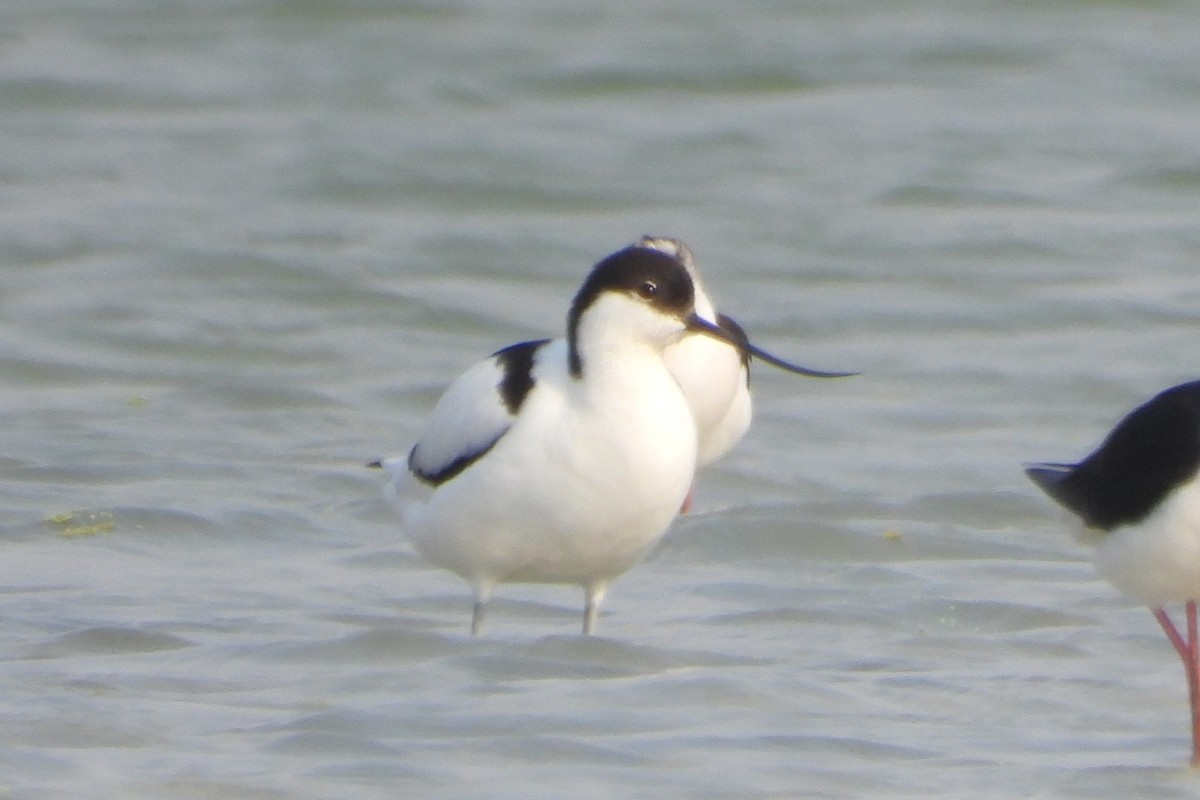 Pied Avocet - ML639863976