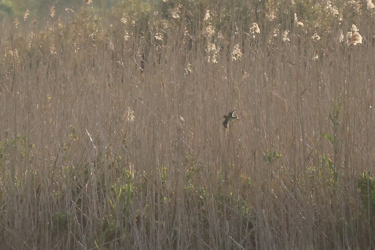 African Snipe - ML639864031