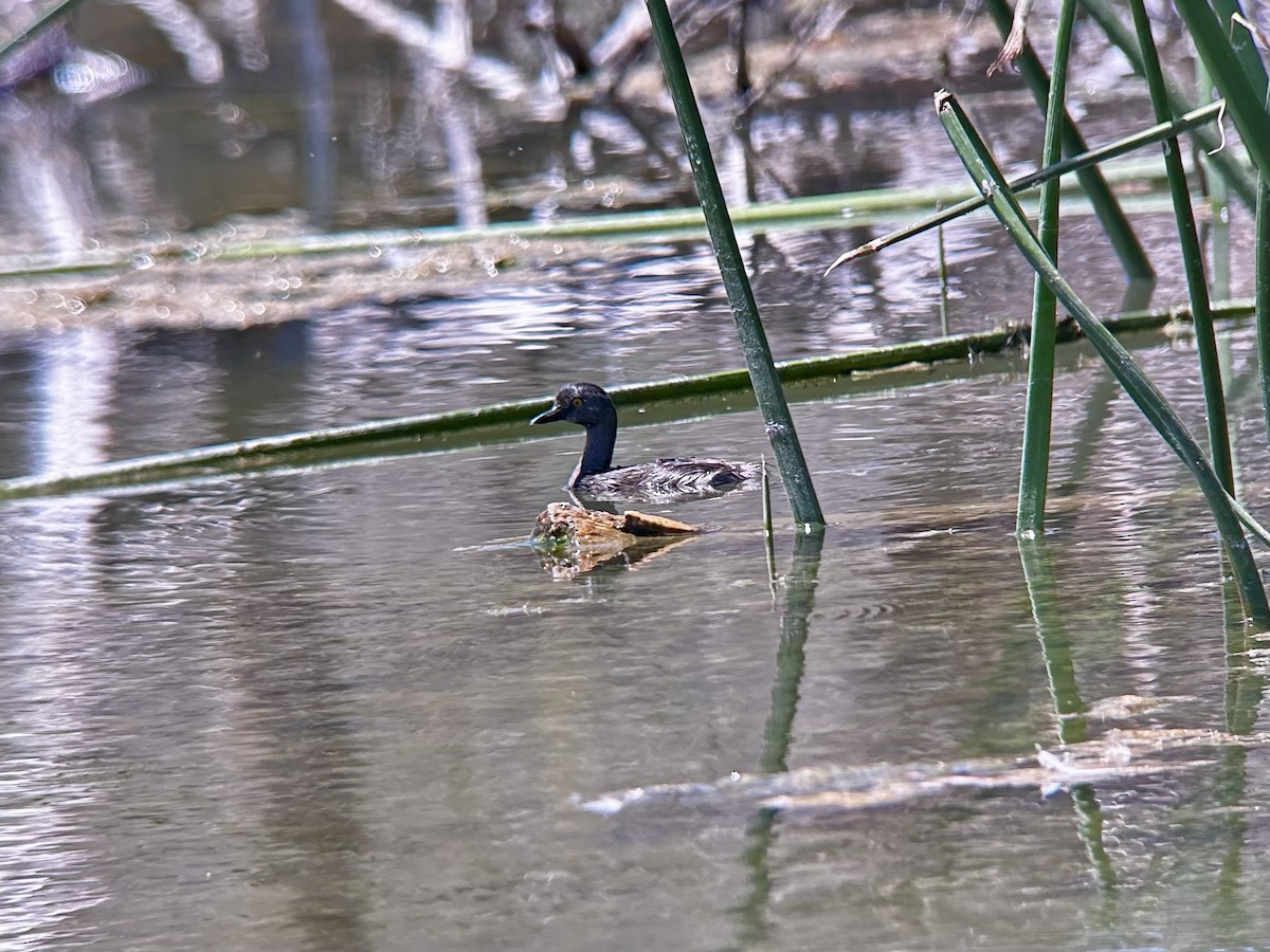Least Grebe - ML639864094