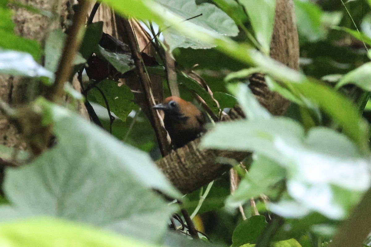 Fluffy-backed Tit-Babbler - ML639864111
