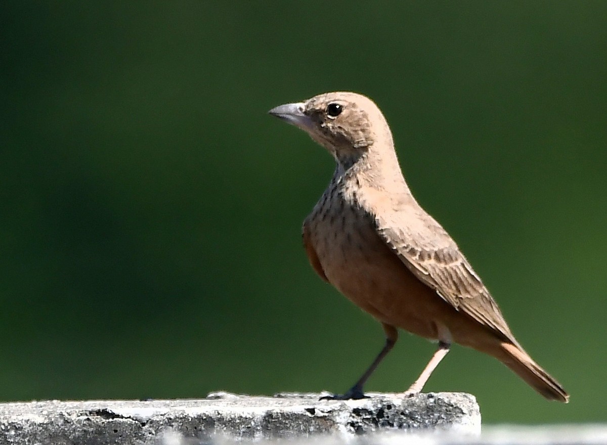 Rufous-tailed Lark - ML639864142