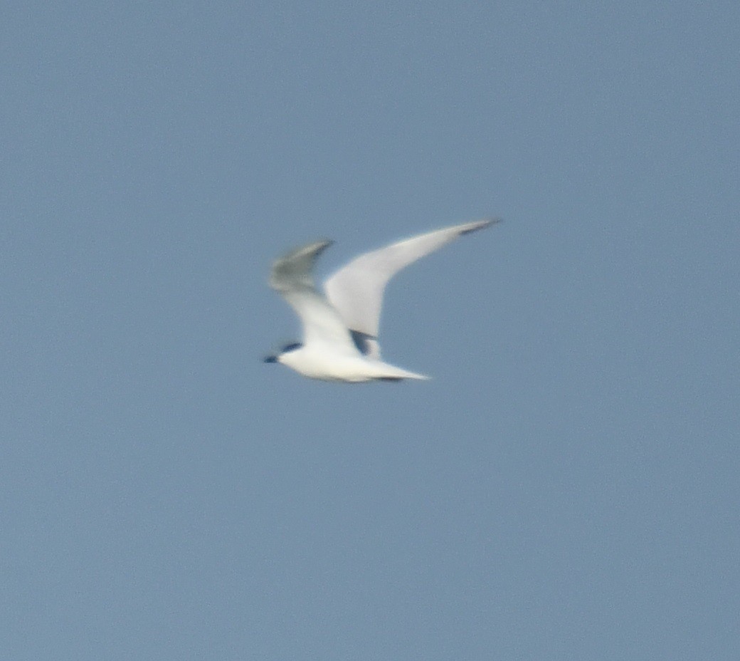 Gull-billed Tern - ML639864181