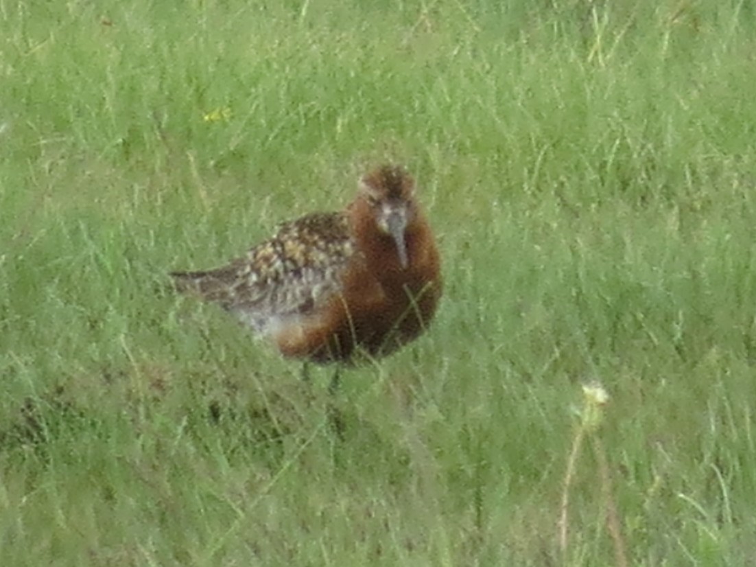 Curlew Sandpiper - ML639864258