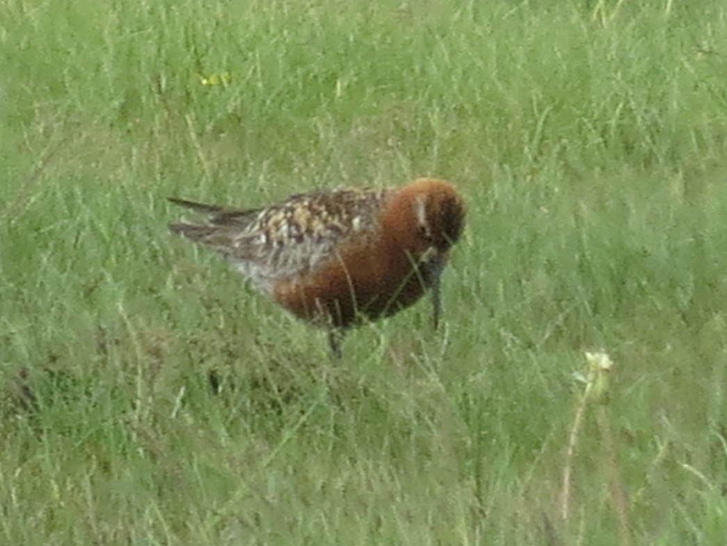 Curlew Sandpiper - ML639864269