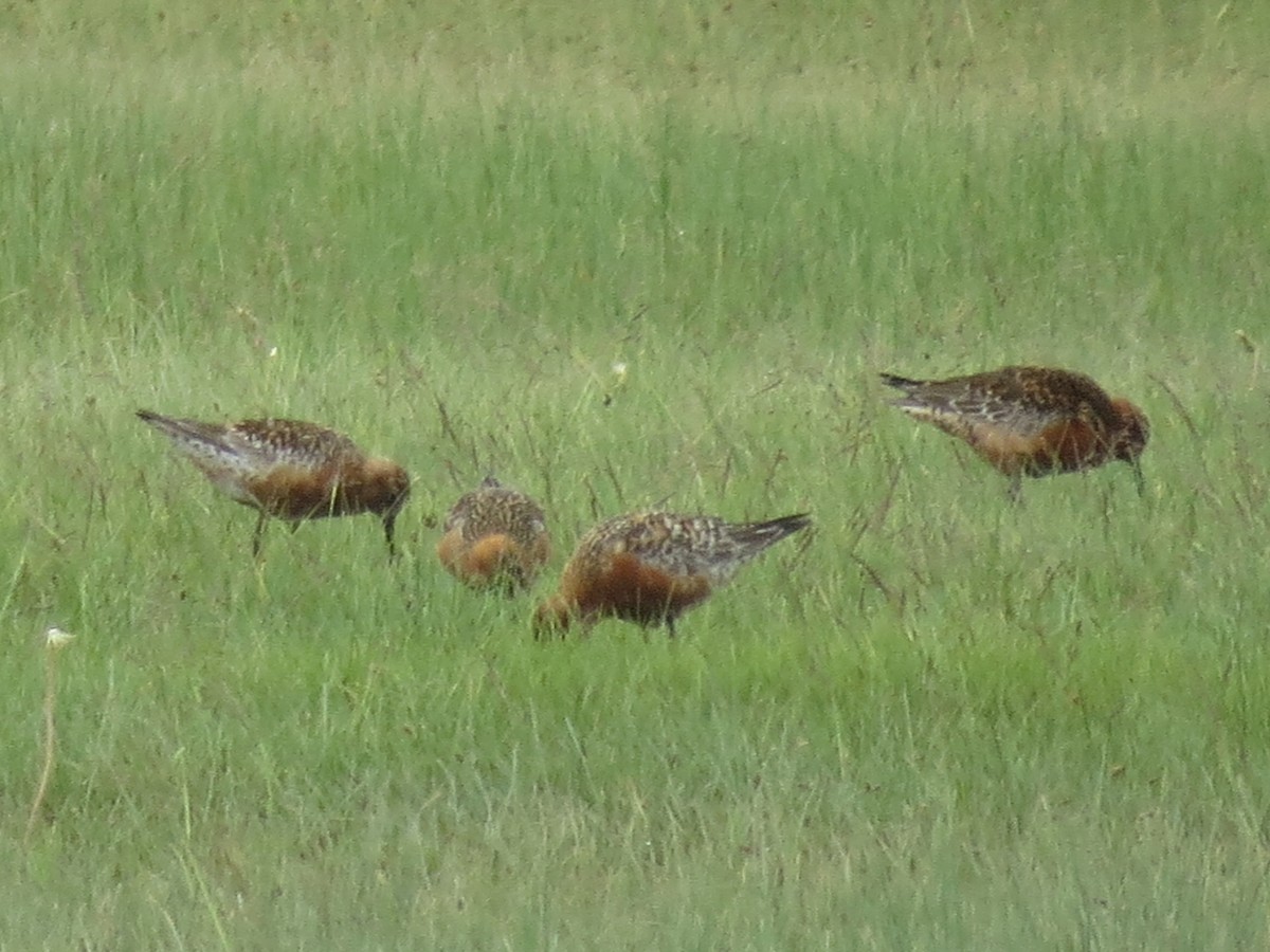 Curlew Sandpiper - ML639864271
