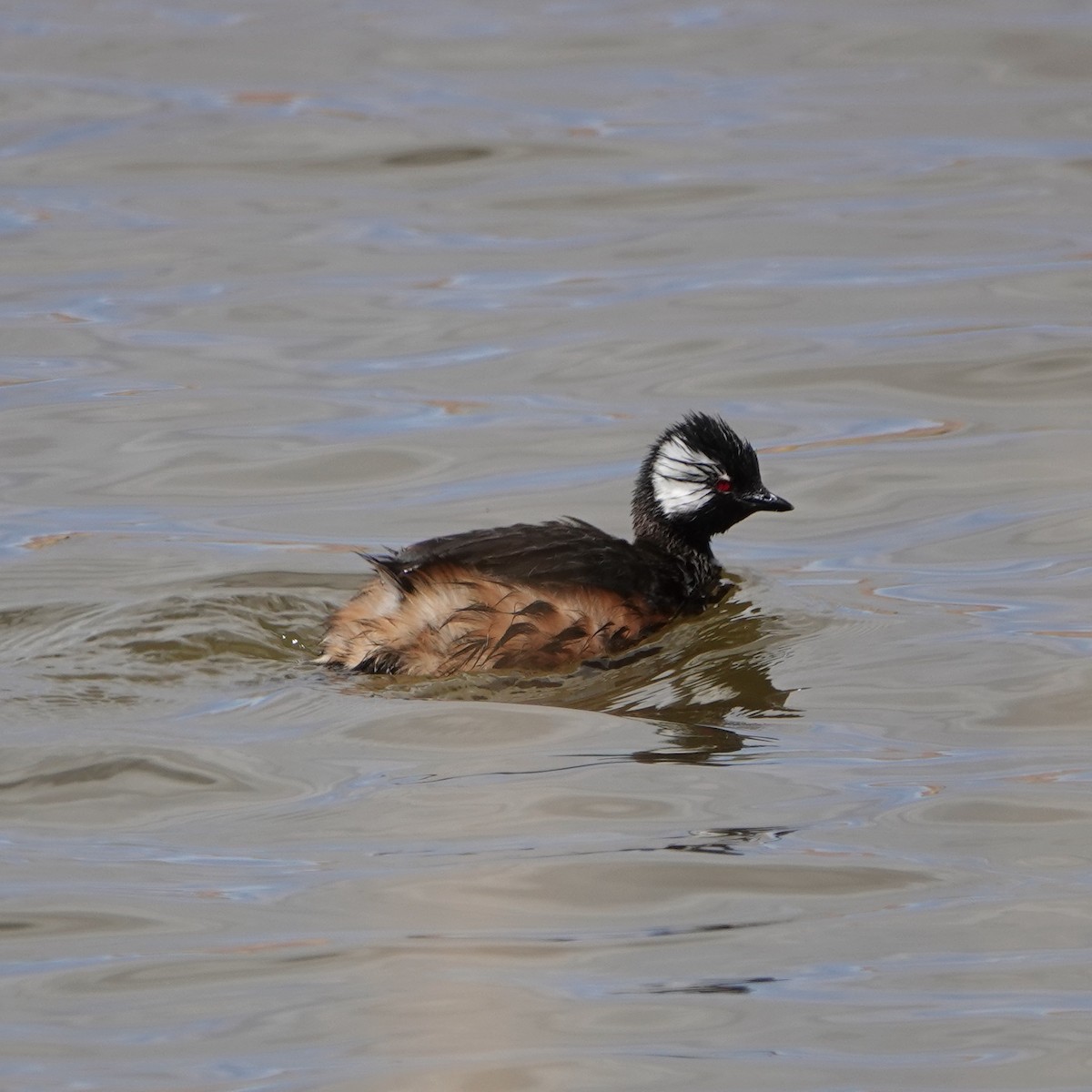 White-tufted Grebe - ML639864291
