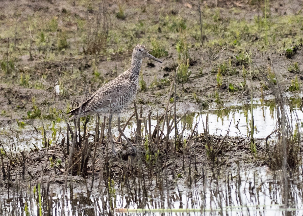 Willet - ML639864350