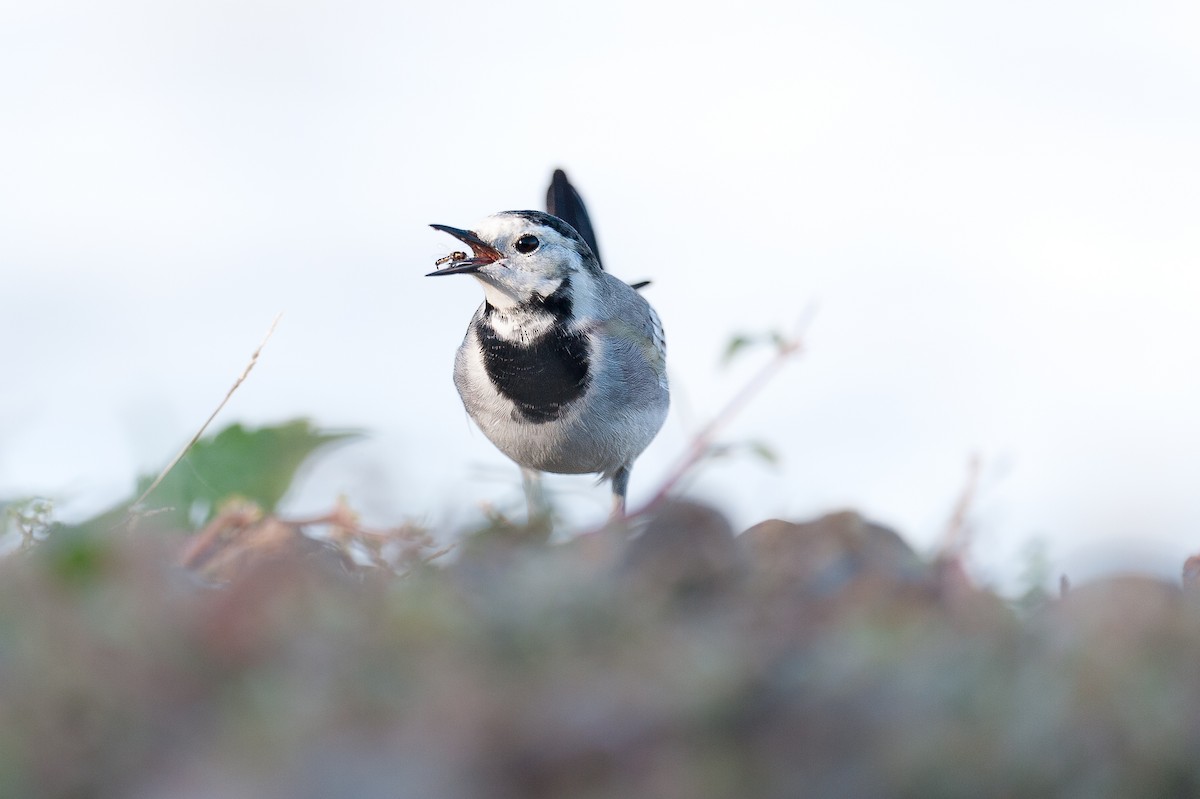 White Wagtail - ML639864357