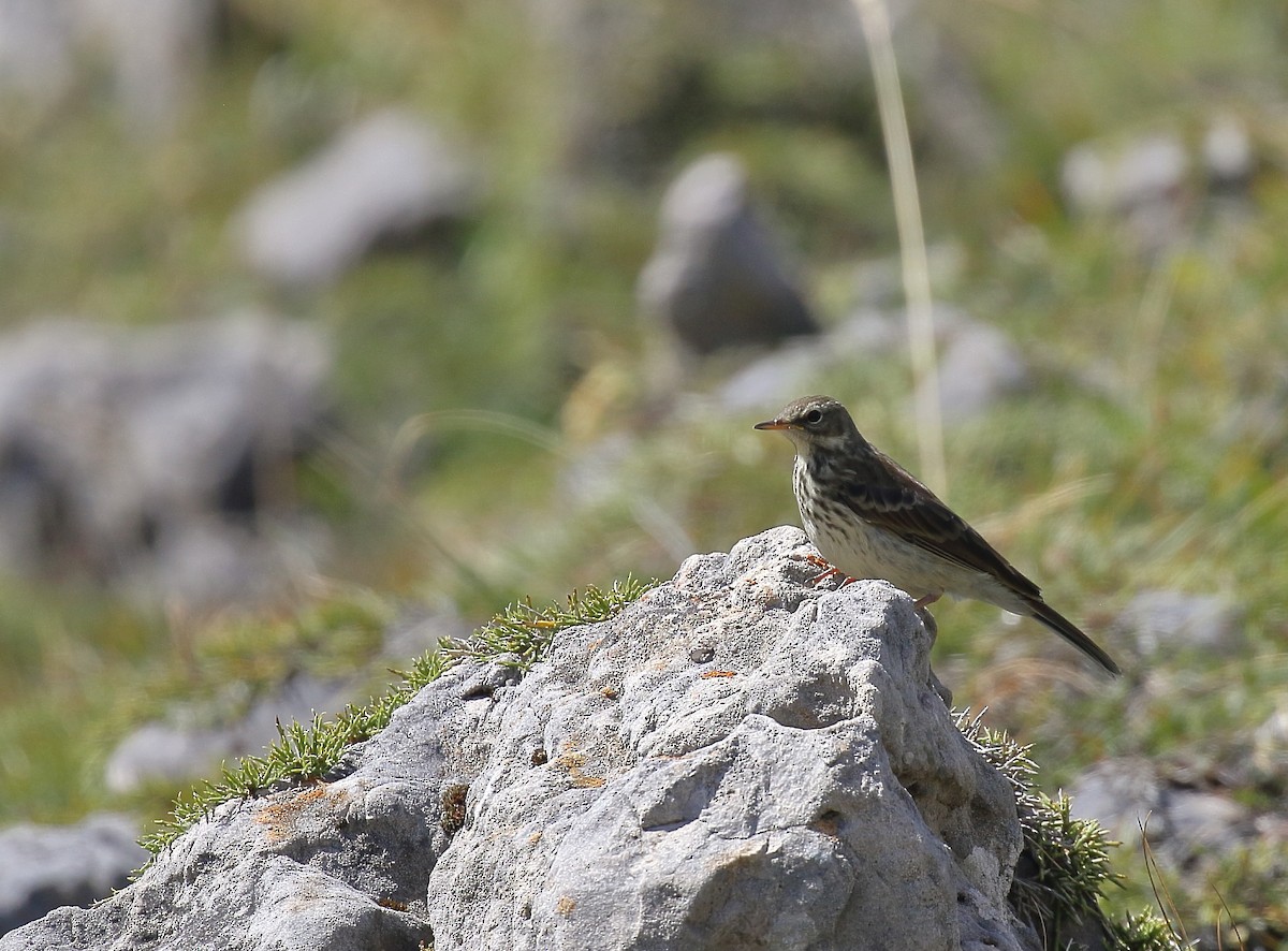 Water Pipit - ML639864371