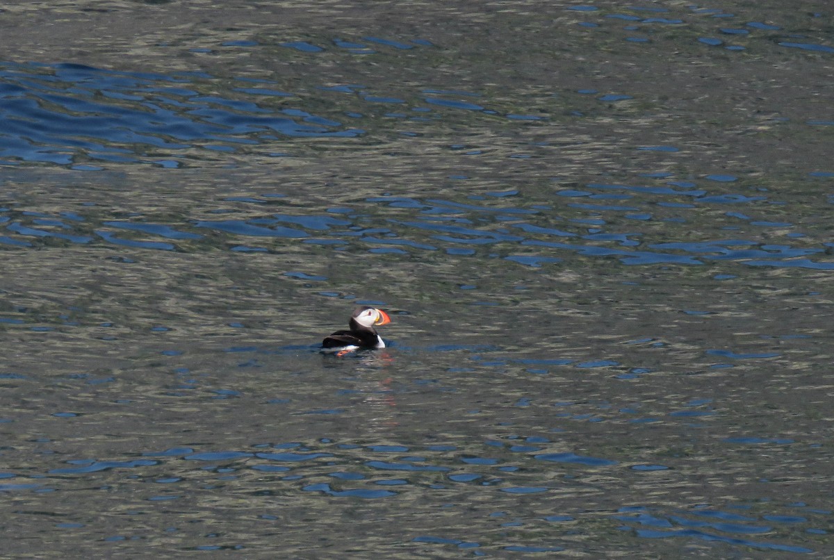 Pulcinella di mare - ML639864390