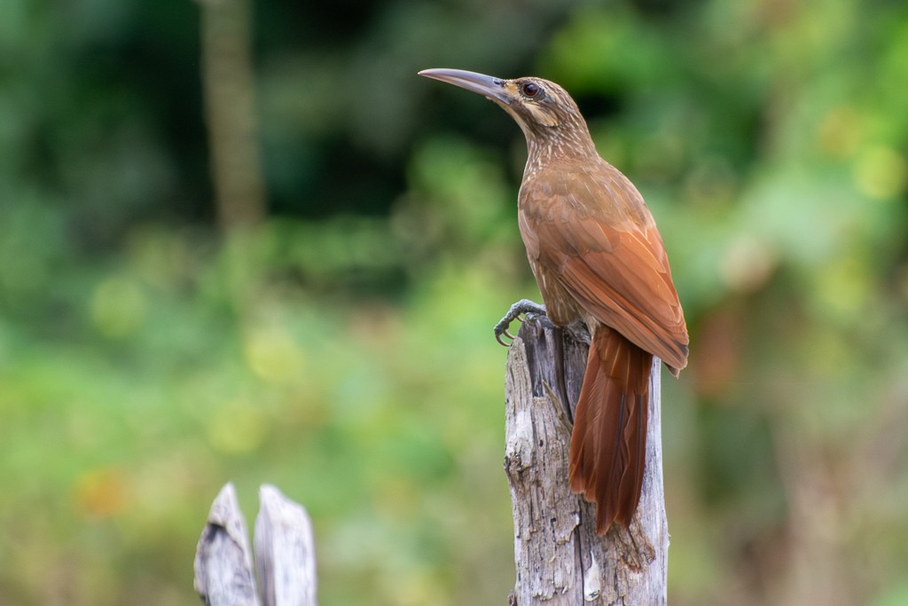 Moustached Woodcreeper - ML639864392