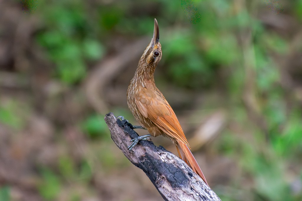 Moustached Woodcreeper - ML639864393