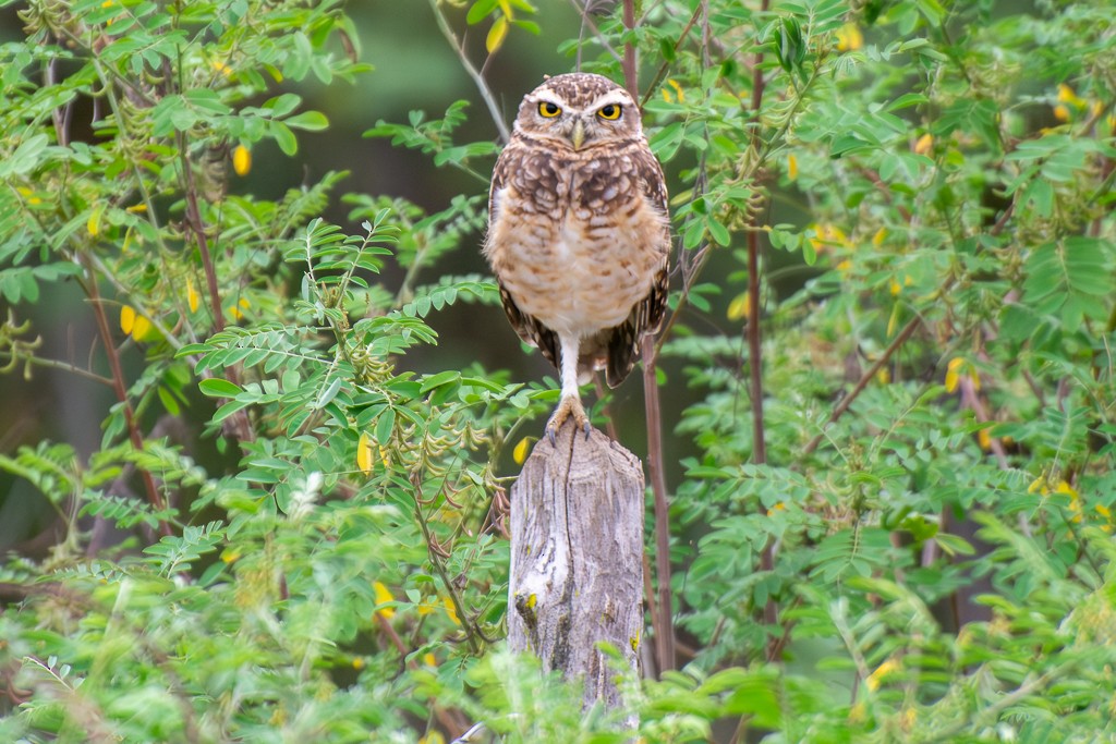 Kaninchenkauz - ML639864405