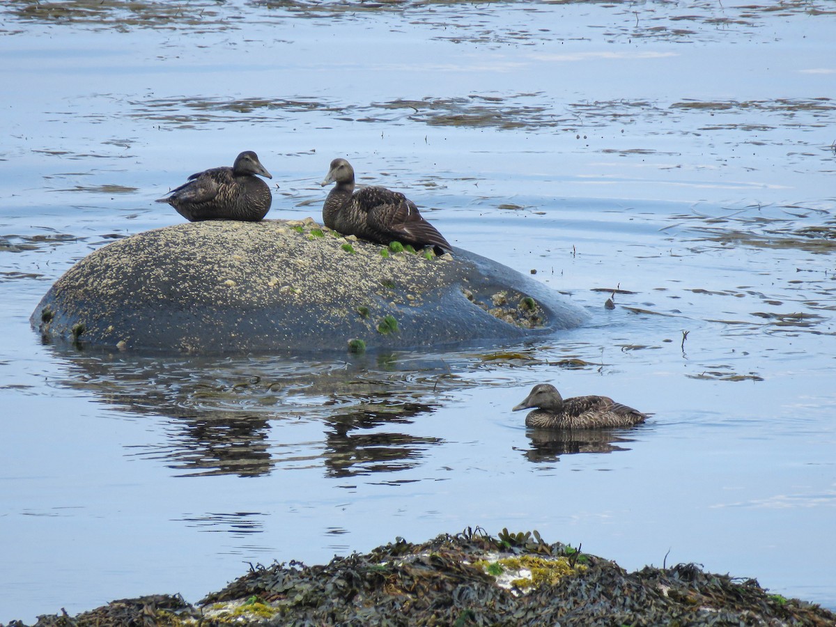 Common Eider - ML639864456