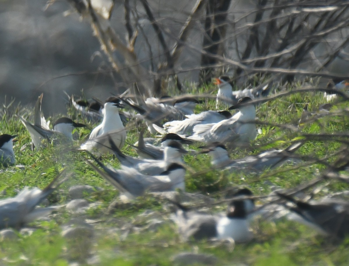 Gull-billed Tern - ML639864479