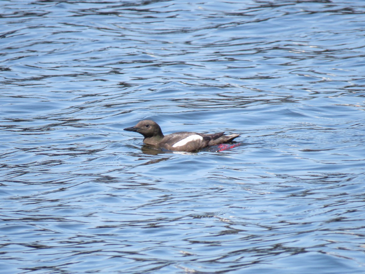 Black Guillemot - ML639864568